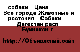 собаки › Цена ­ 2 500 - Все города Животные и растения » Собаки   . Дагестан респ.,Буйнакск г.